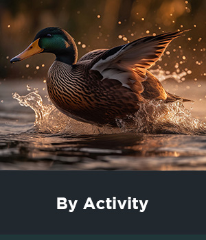 By Activity